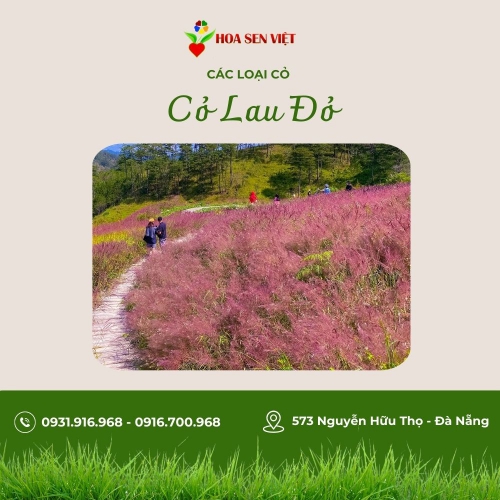 Cỏ Lau Đỏ ( Cỏ Đuôi Chồn)