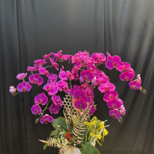 Lan hồ điệp Phúc An Khang