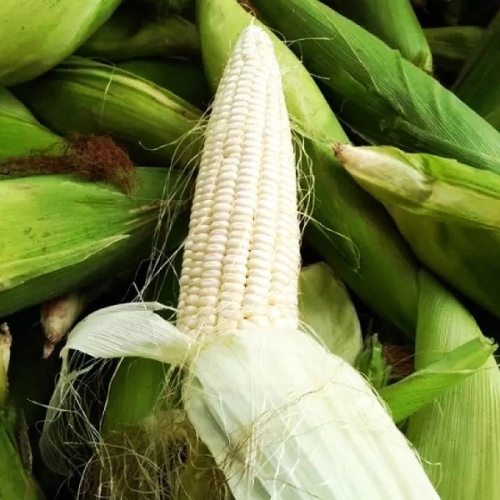 Hạt giống bắp nếp nù cao sản