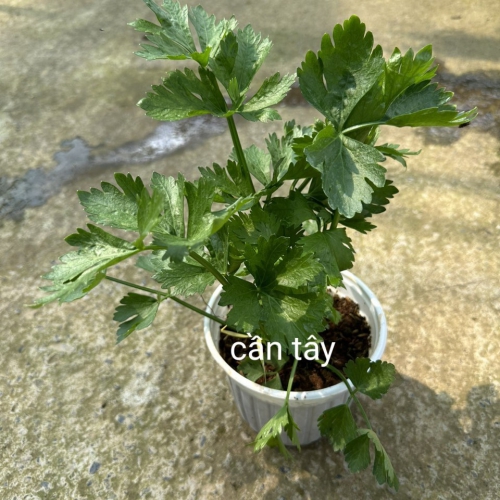 Cây giống cần tây