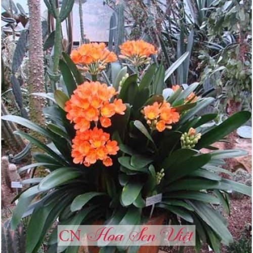 Lan quân tử Đà Nẵng