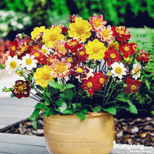 Hạt giống hoa thược dược nhiều màu