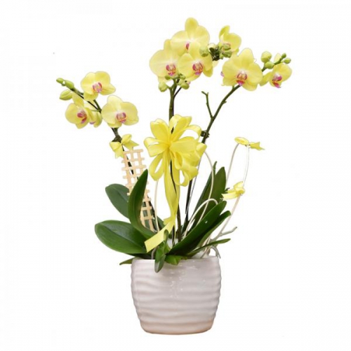 Lan hồ điệp - Chậu lan vàng 3 cành 02