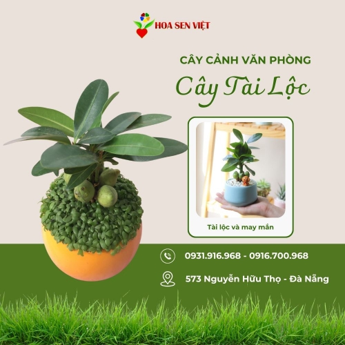 Cây tài lộc