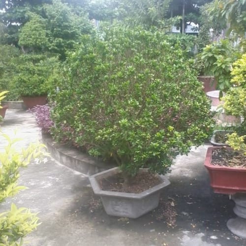 Cây ngâu cầu tròn