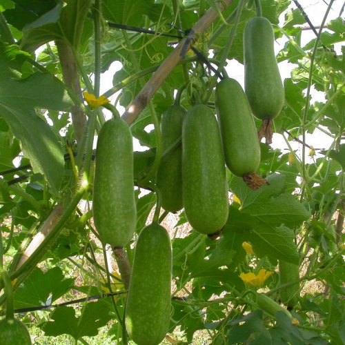 Hạt giống bí đao chanh