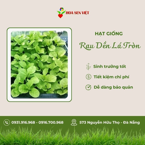 Hạt giống dền xanh lá tròn