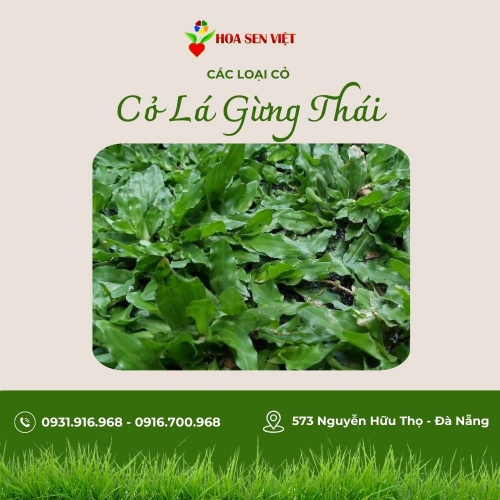 Cỏ lá gừng thái