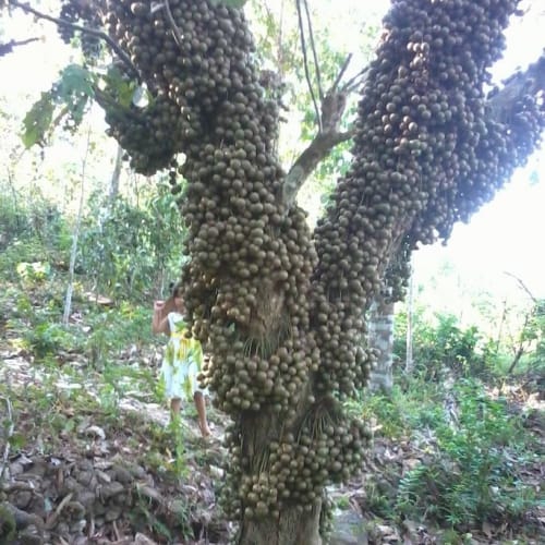 Cây dâu đất (Cây dâu da)