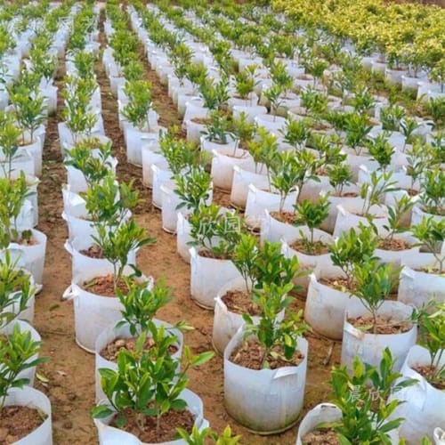 Túi vải địa trồng cây