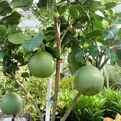 Cây Bưởi Da Xanh