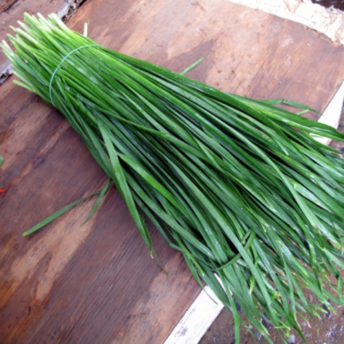 Hạt giống Hẹ Cao Sản