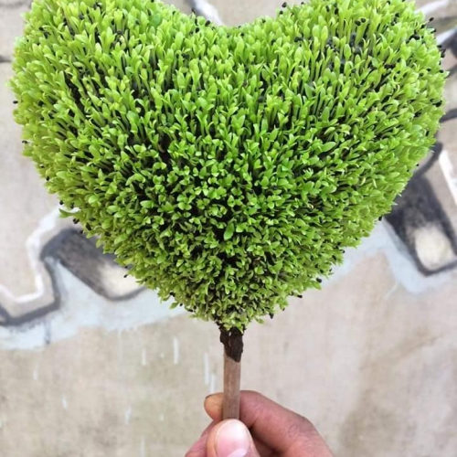 hạt giống cây may mắn