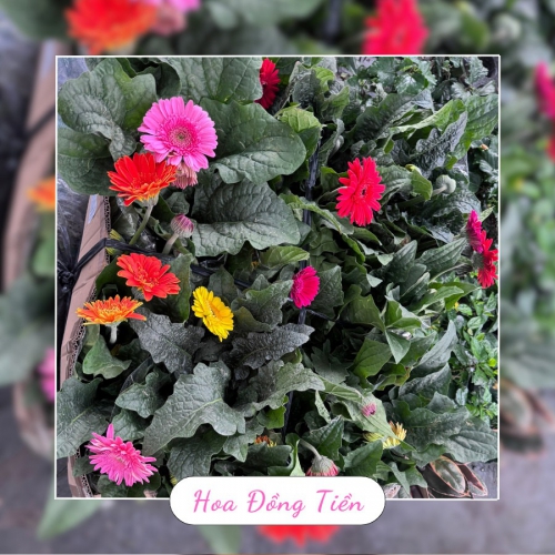 Cây Hoa Đồng Tiền Đẹp