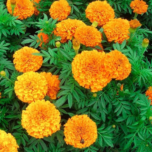 Hạt giống hoa vạn thọ cao