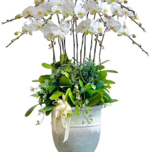 Lan hồ điệp - Hồ điệp trắng chậu sứ 12 cành