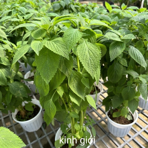 Cây giống kinh giới