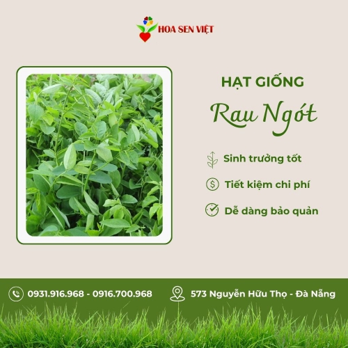 Hạt giống rau ngót