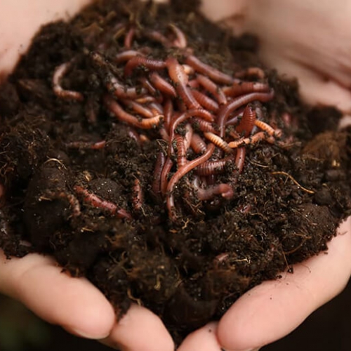 Phân trùn quế cao cấp - Bao 5kg