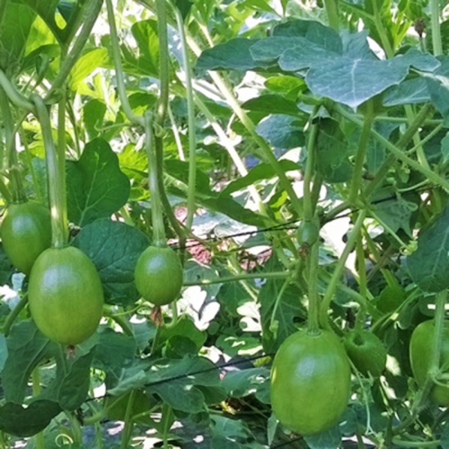 Hạt giống dưa hấu nụ