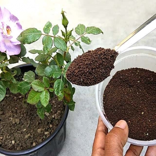 Phân bón hữu cơ hoa hồng và cây kiểng - Gói 1kg