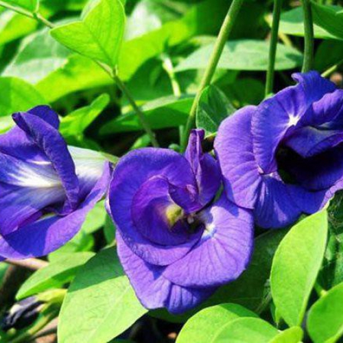 Hạt giống hoa đậu biếc