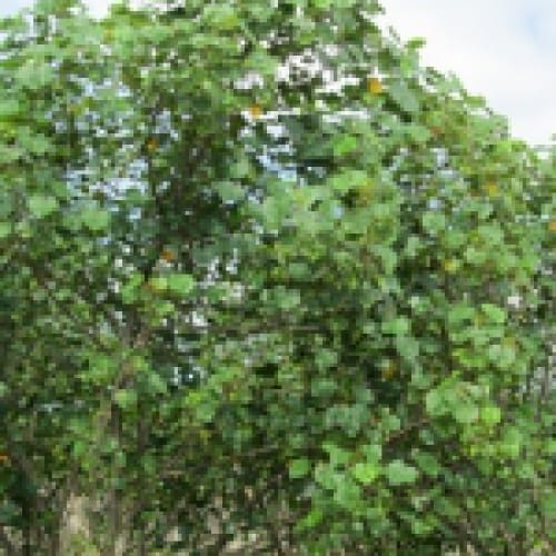 Cây trà bồ đề