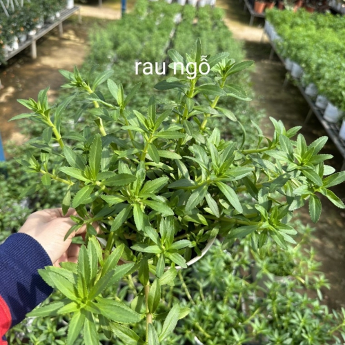 Cây giống rau ngổ