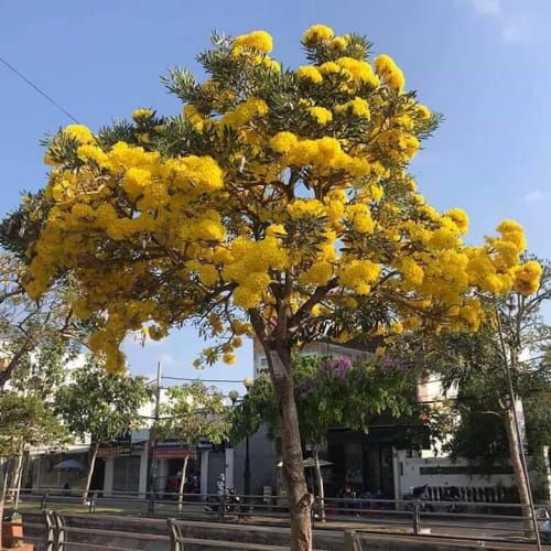 Cây chuông vàng - Cây cảnh Đà Nẵng