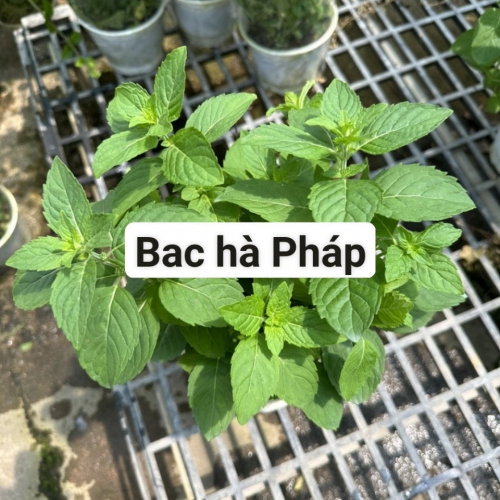 Cây giống rau bạc hà pháp