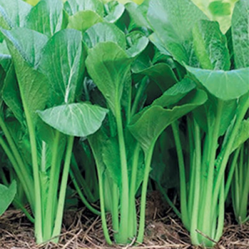 Hạt Giống Cải Ngọt Đà Nẵng