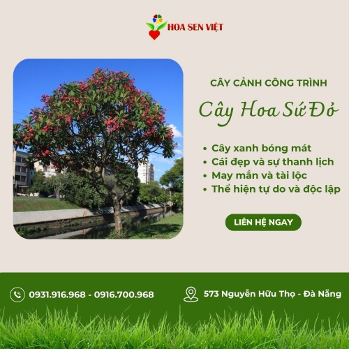 Cây Hoa Sứ Đỏ