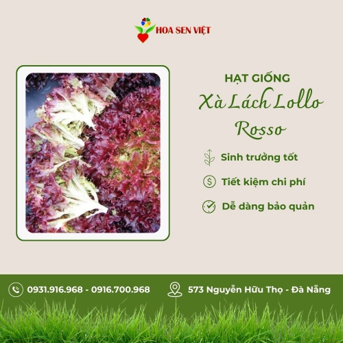 Hạt giống xà lách Lollo Rosso
