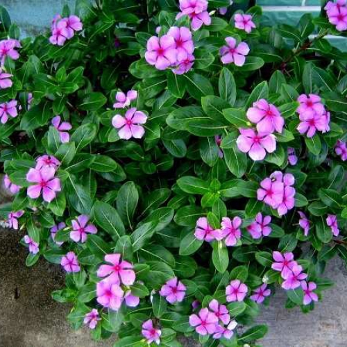 Hạt giống hoa Dừa cạn đứng