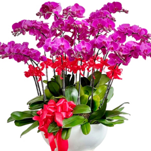 Lan hồ điệp - Chậu hồ điệp tím 18 cành