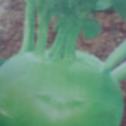 Hạt giống su hào