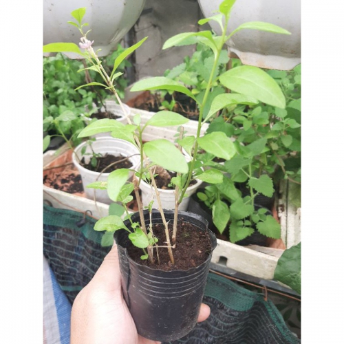 Cây giống kỷ tử