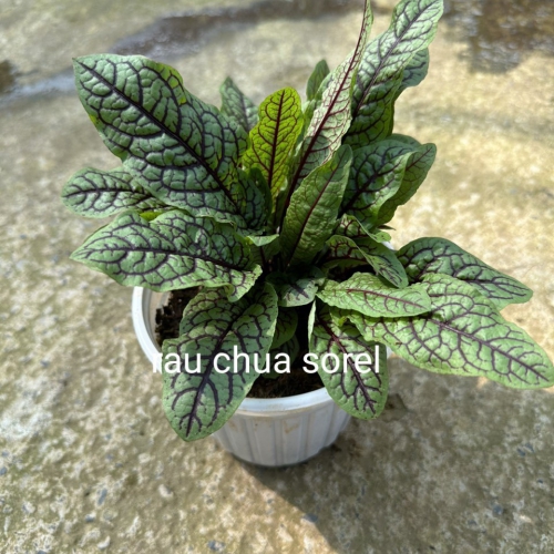 Cây giống rau chua Sorrel