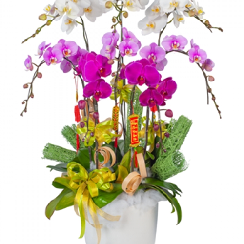 Lan hồ điệp - Hồ điệp mix màu 8 cành