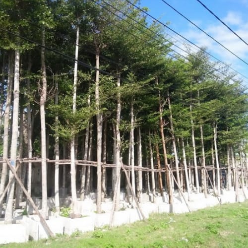 Cây Bàng Đài Loan Đà Nẵng