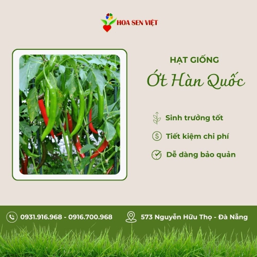 Hạt giống ớt Hàn Quốc