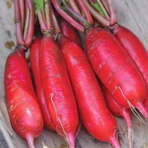 Hạt giống củ cải đỏ