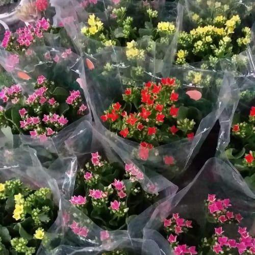 Cây Hoa Sống Đời Kép