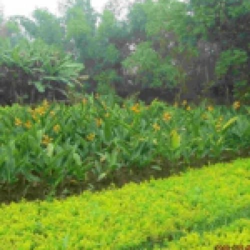 cây hoàng điệp