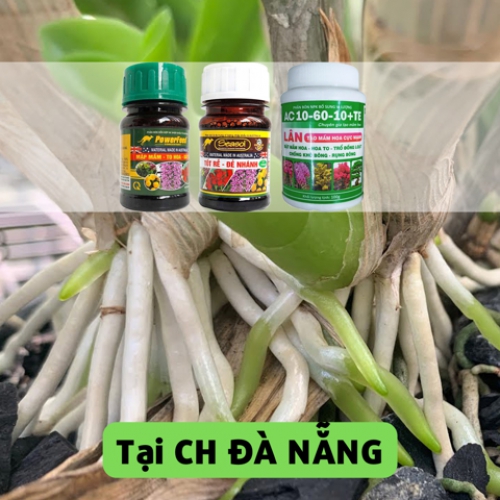 Combo mập rễ cho lan