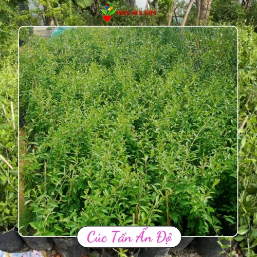 Cây Cúc Tần Ấn Độ Đà Nẵng