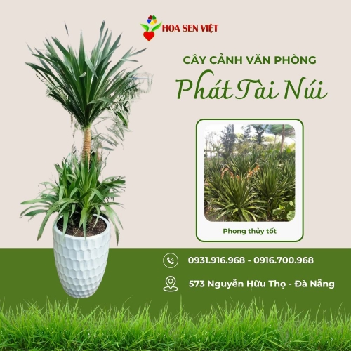 Cây Phát Tài Núi Đà Nẵng