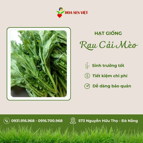 Hạt giống cải mèo