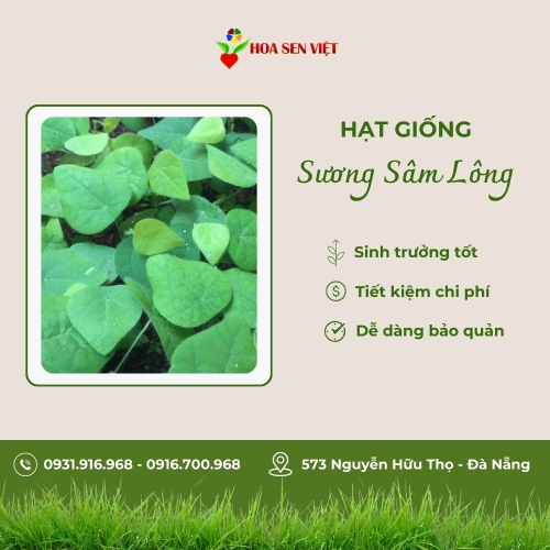 Hạt giống sương sâm lông