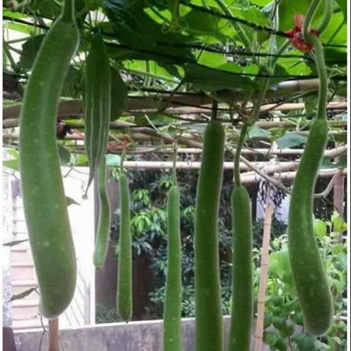Hạt giống bầu sao lai F1 quả dài